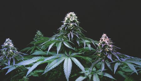 ¿Cómo y por qué usar dolomita en el cultivo de marihuana?