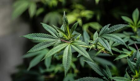 Explore Dr. Sanjay Gupta’s 10-year journey with medical cannabis. From the 2013 apology to “Weed 7: A Senior Moment,” we track the films that changed discourse.