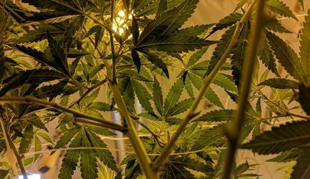 Técnicas-que-innovaron-el-Cultivo-de-Cannabis