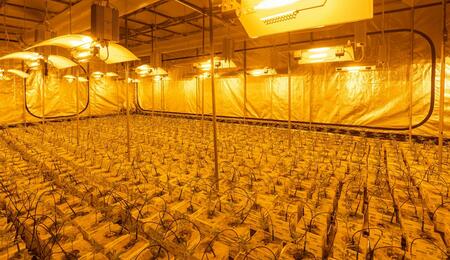 The overwhelming smell of cannabis has forced one Dutch company to invest a million into a new odor-control system in a bid to avoid a million-dollar fine. 