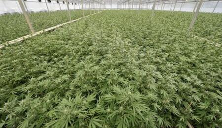 Culture légale de cannabis aux Pays-Bas pour en tester l&#039;impact sur le crime organisé