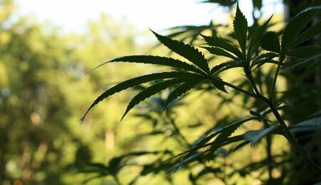 Learn how to grow autoflower cannabis discreetly in your backyard with practical tips on sunlight, pots, nutrients, odor control, and fast outdoor harvests.