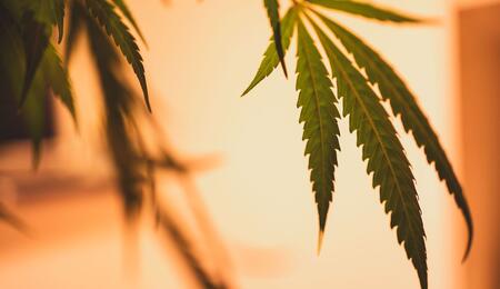 El efecto lupa en el cultivo de verano en la marihuana: un mito.