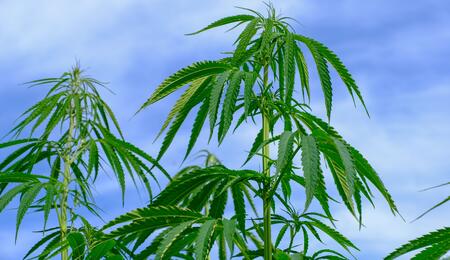 Prevención de la elongación del tallo en el cannabis