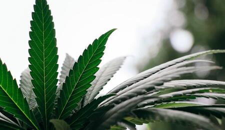 ¿Qué-son-los-quelatos-para-el-cultivo-de-cannabis?