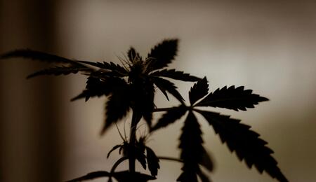 Legislador-de-Oregon-habla-sobre-el-cannabis