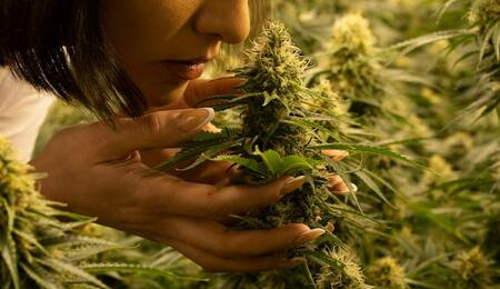 Empleada revisando plantas de cannabis en un cultivo de interior con luz artificial.