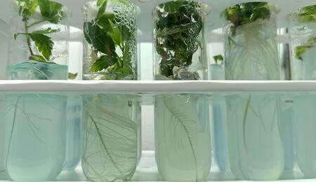 Enraizamiento en cultivo in vitro avanzado de marihuana