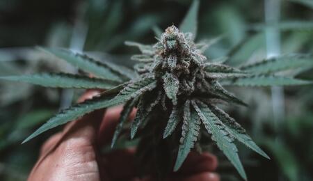 Enzimas en el cannabis: salud para la planta.