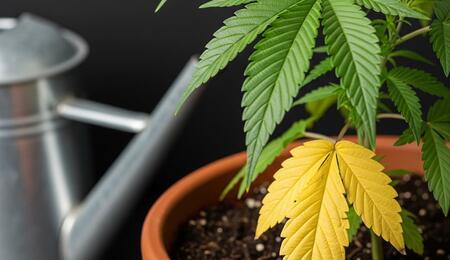 Errores de riego en marihuana: hoja amarilla por exceso de agua y planta saludable