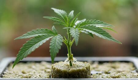 Esqueje de cannabis de 20 cm con raíces visibles, mostrando la longitud óptima y el color verde saludable analizado en el estudio de Espósito et al.