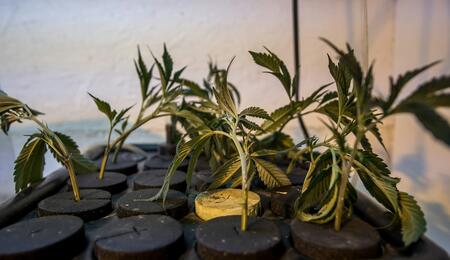 Esquejes de cannabis seleccionados para el proceso de propagación vegetativa en condiciones controladas.