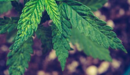 Saca el olor a cannabis de manos y dedos