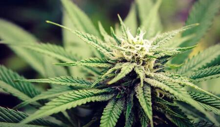 Cannabis-Geruch bestimmen: Qualität erkennen & Terpene verstehen