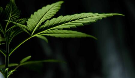 Chystá se legalizace rekreačního užívání konopí na Islandu