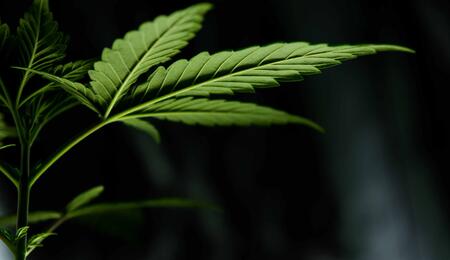 Lucemburský premiér slibuje, že léčebná marihuana bude legální