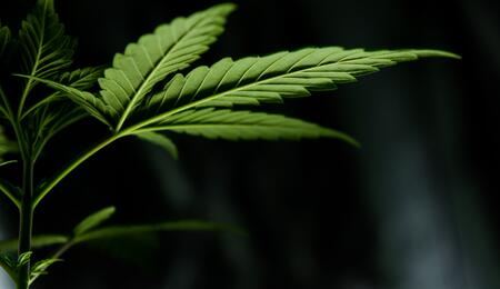 Pflanzen krankheiten bei Cannabis