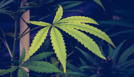 Stoffkunde: Cannabis-Überdosierung