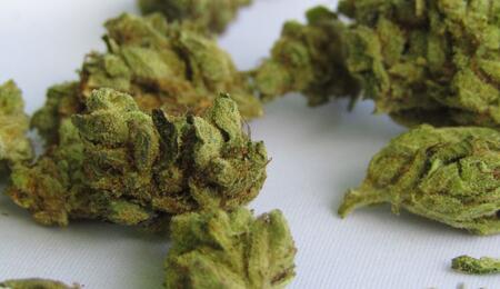 Why do cannabis plants develop one-fingered leaves? Seasoned garden expert answers a reader’s question, explaining genetics, stress, and impact on plant health.