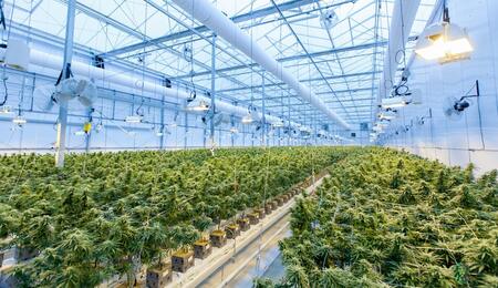 ¿Cómo hizo Uruguay para liderar exportaciones de marihuana?