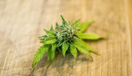 federal legalization of cannabis.