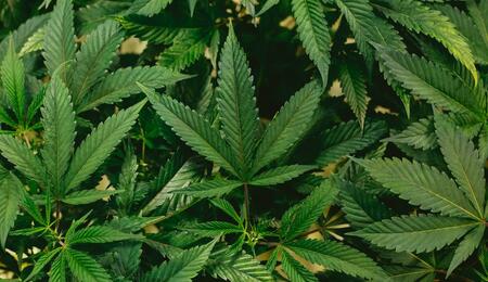 an image of green leaves of marijuana, which has now been legalized on the territories of the federally recognized Omaha tribe in the state of Nebraska.