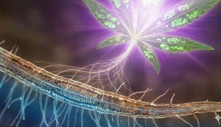 Representación macroscópica y conceptual de la fisiología del cannabis, mostrando un sistema radicular detallado conectado a una hoja en fase de activación metabólica bajo espectro de luz de alta intensidad.