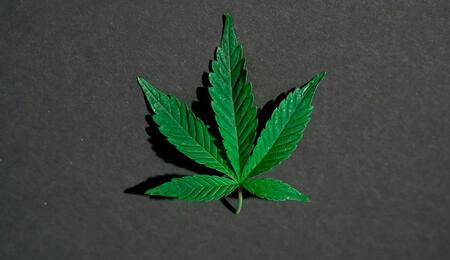 El descubrimiento de los flavoalcaloides de la marihuana.