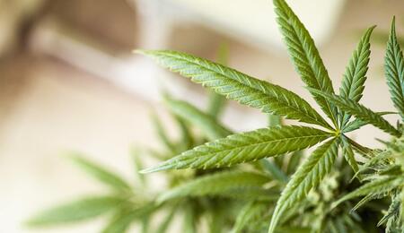 Master the transition from veg to bloom. See how to optimize plant structure, nutrition, and environment in the final weeks of vegetation for a heavier harvest.