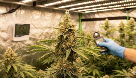 Learn everything about the flowering stage of cannabis! Hone your skills for lighting, temperatures, stretching, and how to prevent mold for a massive harvest. 