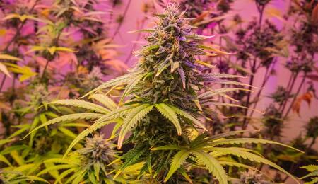 Enzimas para el lavado de raíces de cannabis: ¿Son seguras para planta y sustrato?