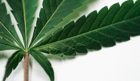 El fósforo es un macronutriente esencial por eso su carencia afecta a la planta de cannabis.