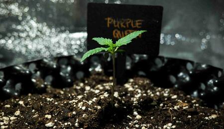 Small marijuana plant