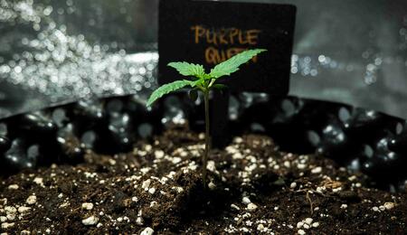 Una piccola pianta di marijuana