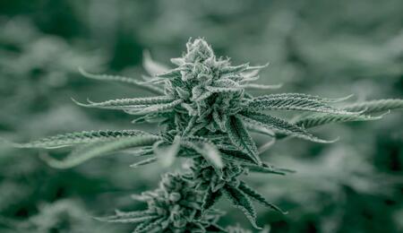 Fundamentos del cultivo de marihuana