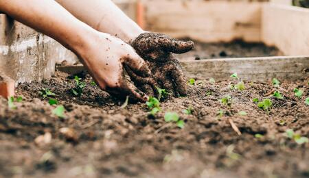 Explore "Gardening for Geeks," a beginner-friendly guide to backyard growing, companion planting, and tips for successful cannabis and vegetable gardens.