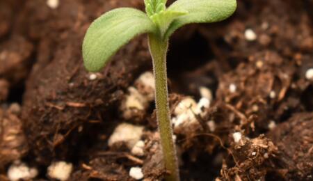 Geminación directa en tierra