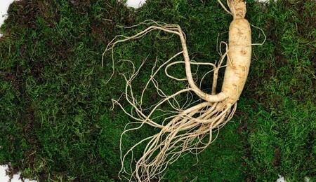 ginseng medicinal plant