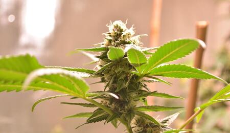 Global polls on marijuana legalization reveal highest ever support.