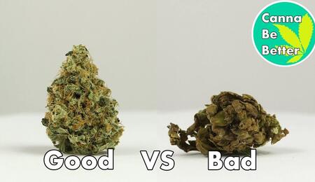 How to tell GOOD WEED vs BAD WEED