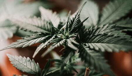 Legální pěstování marihuany v Nizozemsku