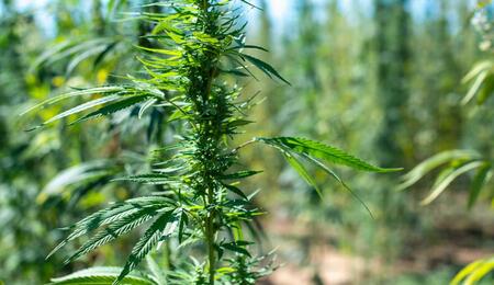 Learn exactly how to grow the powerful Sativa-dominant Green Crack cannabis strain. Get expert tips on light, nutrients, yield, managing mold, and more. 