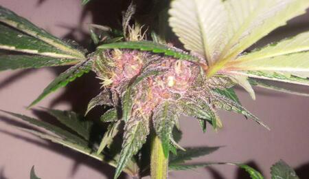How To Make Your Own Cannabis Seeds At Home
