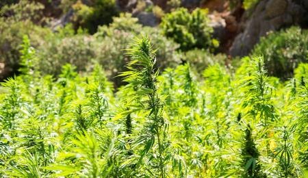 Explore the healing properties of cannabis and hemp, from anti-inflammatory and analgesic effects to nutritional benefits of hemp seeds and oils for wellness.