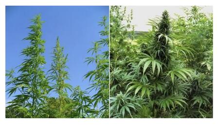 hemp and cannabis plants side bay side