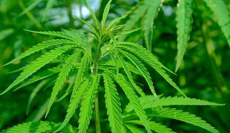 L'importance économique du Cannabis