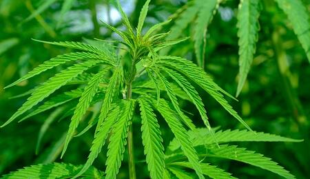 Contrôler l'étirement des plants de cannabis