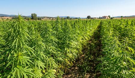cultivo de cáñamo