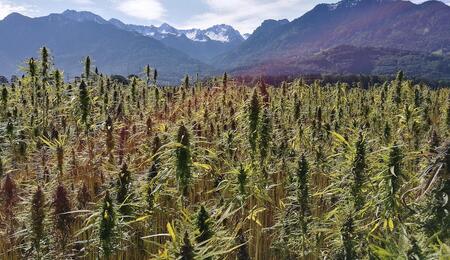 Die ökonomische Bedeutung von Cannabis