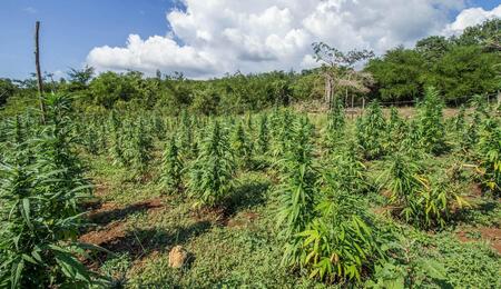 cannabis plantation.
